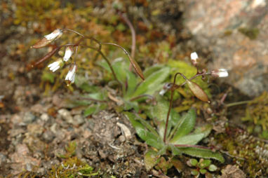 APII jpeg image of Erophila verna subsp. verna  © contact APII