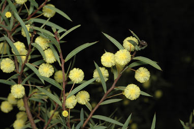 APII jpeg image of Acacia siculiformis  © contact APII