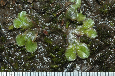 APII jpeg image of Riccia papulosa  © contact APII