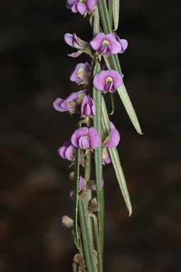 APII jpeg image of Hovea heterophylla  © contact APII