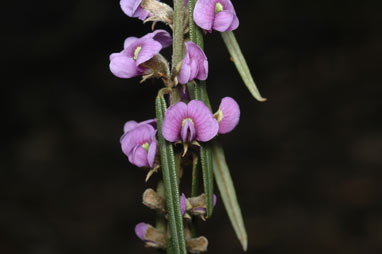 APII jpeg image of Hovea heterophylla  © contact APII