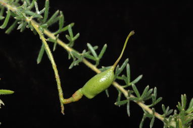 APII jpeg image of Grevillea hirtella  © contact APII