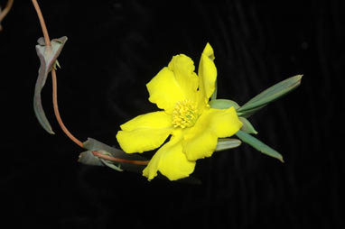 APII jpeg image of Hibbertia perfoliata  © contact APII