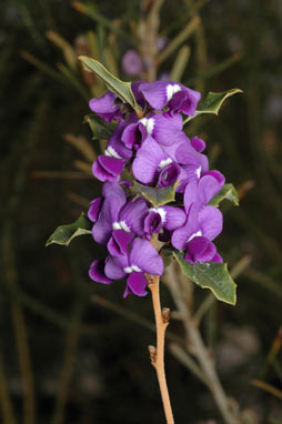 APII jpeg image of Hovea chorizemifolia  © contact APII