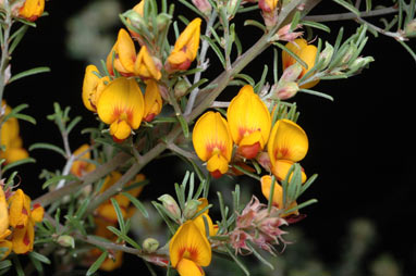 APII jpeg image of Pultenaea cinerascens  © contact APII