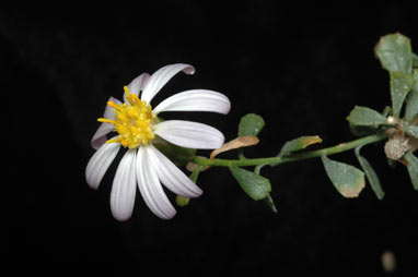APII jpeg image of Olearia magniflora  © contact APII