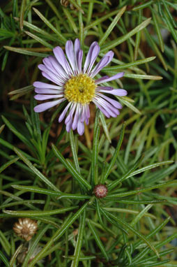 APII jpeg image of Tetramolopium sp. Mt. Bowen (D.G.Fell+ DGF1224)  © contact APII