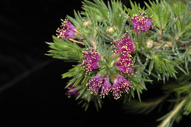 APII jpeg image of Eremaea violacea subsp. raphiophylla  © contact APII