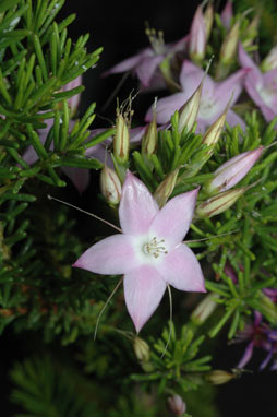 APII jpeg image of Calytrix glutinosa  © contact APII