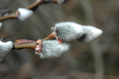 APII jpeg image of Salix myricoides  © contact APII