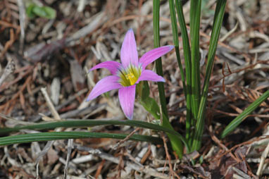 APII jpeg image of Romulea rosea var. australis  © contact APII