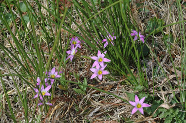 APII jpeg image of Romulea rosea var. australis  © contact APII