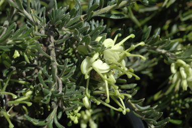 APII jpeg image of Grevillea 'Mountain Gold'  © contact APII