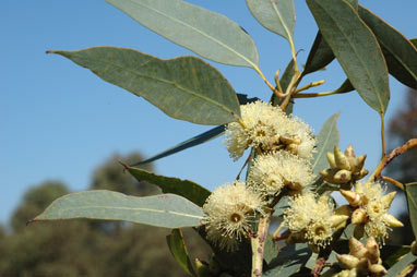 APII jpeg image of Eucalyptus notactites  © contact APII