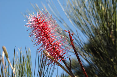 APII jpeg image of Grevillea petrophiloides subsp. remota  © contact APII