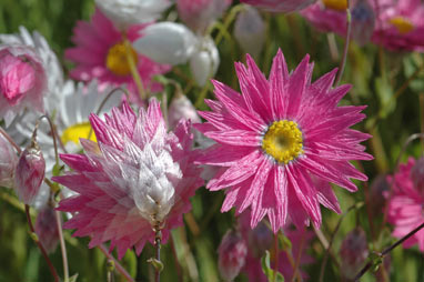 APII jpeg image of Rhodanthe manglesii  © contact APII