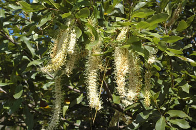 APII jpeg image of Macadamia jansenii  © contact APII