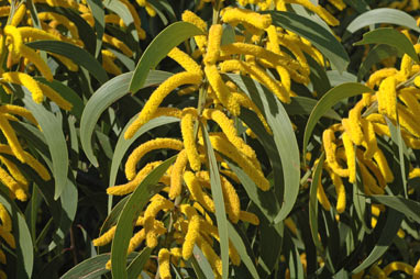 APII jpeg image of Acacia crassa subsp. crassa  © contact APII