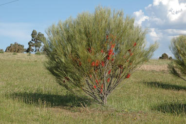 APII jpeg image of Hakea bucculenta  © contact APII