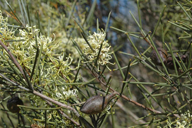 APII jpeg image of Hakea tephrosperma  © contact APII