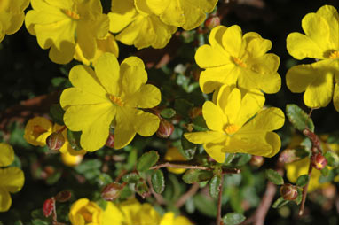 APII jpeg image of Hibbertia empetrifolia  © contact APII