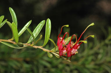 APII jpeg image of Grevillea obtusifolia  © contact APII