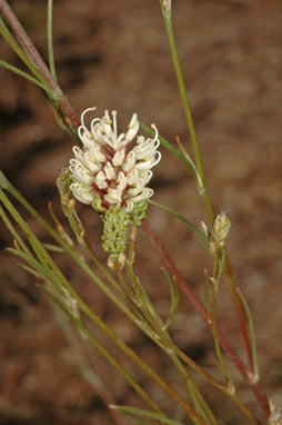 APII jpeg image of Grevillea endlicheriana  © contact APII