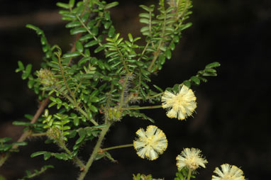 APII jpeg image of Acacia empelioclada  © contact APII