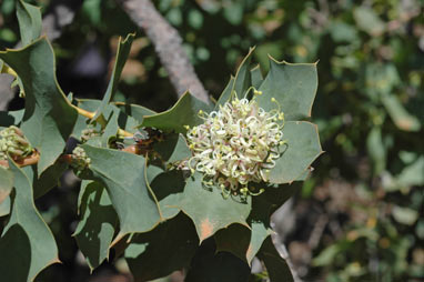 APII jpeg image of Hakea prostrata  © contact APII