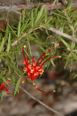 APII jpeg image of Grevillea juniperina subsp. allojohnsonii  © contact APII