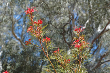 APII jpeg image of Grevillea 'Bonfire'  © contact APII