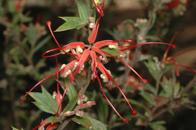 APII jpeg image of Grevillea tripartita subsp. macrostylis  © contact APII