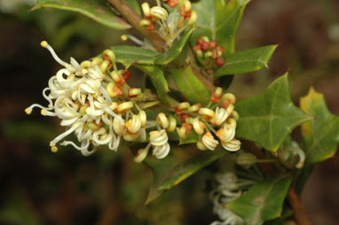 APII jpeg image of Grevillea trifida  © contact APII