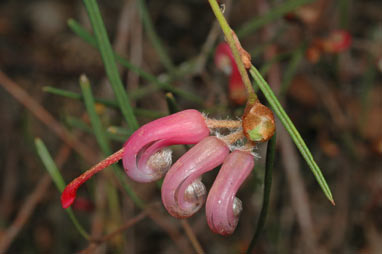 APII jpeg image of Grevillea fulgens  © contact APII