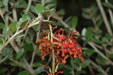 APII jpeg image of Grevillea diminuta  © contact APII