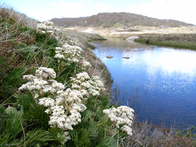 APII jpeg image of Aciphylla glacialis  © contact APII