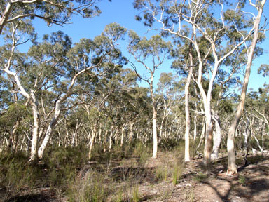 APII jpeg image of Eucalyptus mannifera  © contact APII