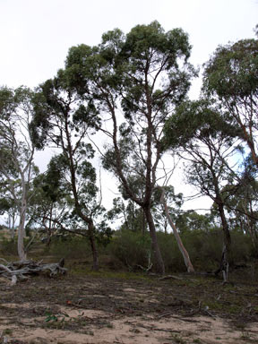 APII jpeg image of Eucalyptus aggregata  © contact APII