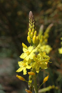 APII jpeg image of Bulbine glauca  © contact APII