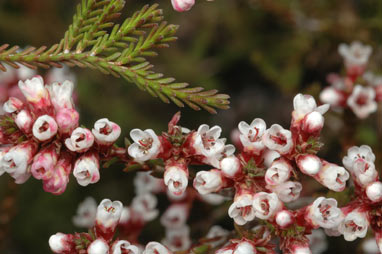 APII jpeg image of Micromyrtus ciliata  © contact APII