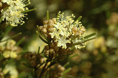 APII jpeg image of Phebalium squamulosum subsp. lineare  © contact APII