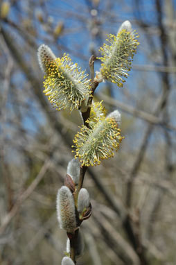 APII jpeg image of Salix myricoides  © contact APII