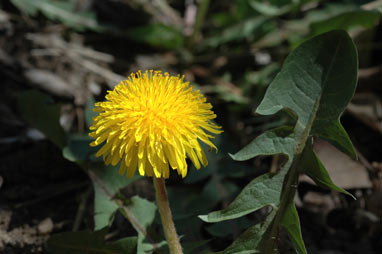 APII jpeg image of Taraxacum officinale  © contact APII