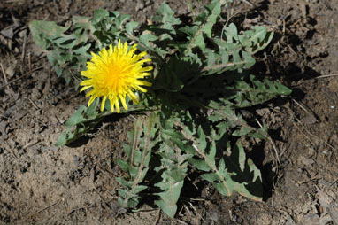 APII jpeg image of Taraxacum officinale  © contact APII