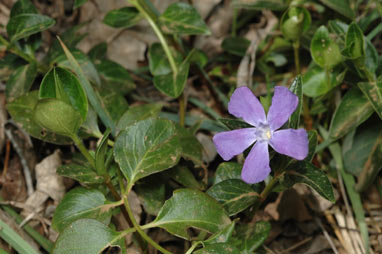 APII jpeg image of Vinca major  © contact APII