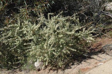 APII jpeg image of Hakea rostrata  © contact APII