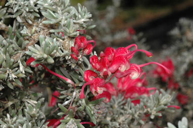 APII jpeg image of Grevillea lavandulacea 'Tanundra'  © contact APII