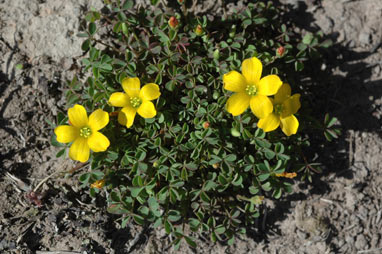 APII jpeg image of Oxalis exilis  © contact APII