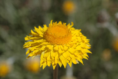 APII jpeg image of Leucochrysum albicans var. albicans  © contact APII