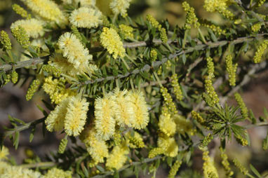 APII jpeg image of Acacia verticillata subsp. verticillata  © contact APII